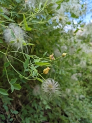 Clematis orientalis