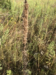 Liatris pycnostachya