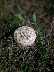 Lycoperdaceae