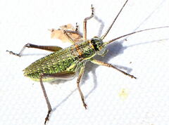 Ephippiger diurnus