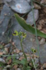 Ophrys sicula