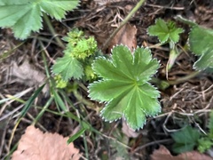 Alchemilla vulgaris