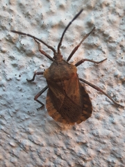 Spartocera