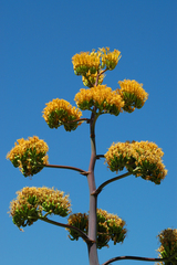 Agave chrysantha