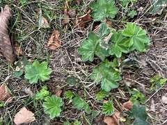 Alchemilla vulgaris