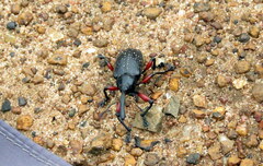 Heilipodus erythropus