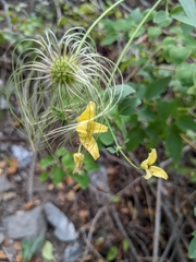 Clematis orientalis
