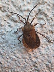 Spartocera