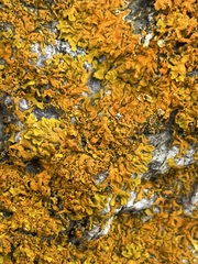 Xanthoria aureola