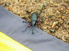Heilipodus erythropus