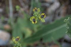 Ophrys sicula