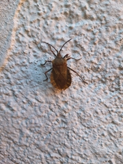 Spartocera