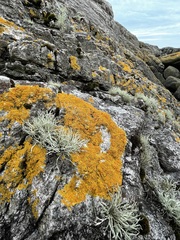 Xanthoria aureola