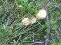 Agrocybe molesta