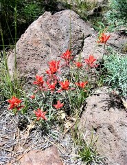 Justicia californica