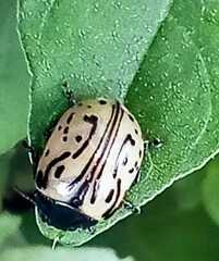 Calligrapha dislocata