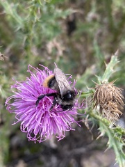 Bombus ruderarius