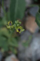 Ophrys sicula