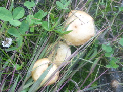 Agrocybe molesta