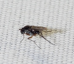 Dolichopodidae