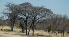 Combretum