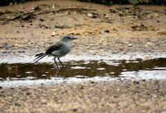 Serpophaga nigricans