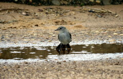 Serpophaga nigricans