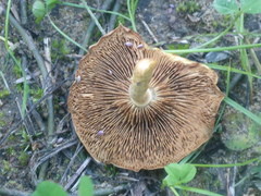 Agrocybe molesta
