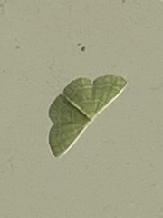 Synchlora frondaria