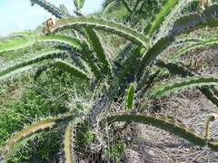 Acanthocereus tetragonus
