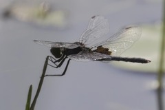 Celithemis martha
