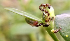 Solenopsis xyloni