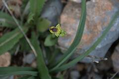 Ophrys sicula