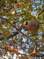 Callirhytis quercussuttoni