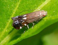 Anacampsis levipedella
