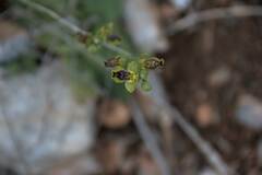 Ophrys sicula