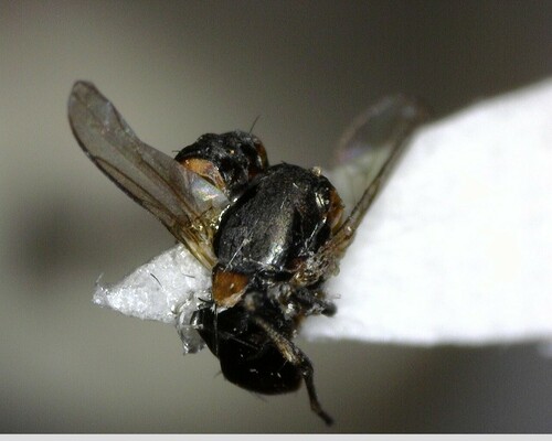 iNaturalist observation photo of Flies