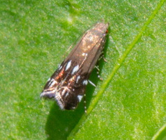 Anacampsis levipedella