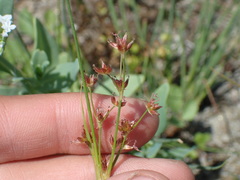 Juncus oxymeris