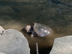 Chelydra serpentina