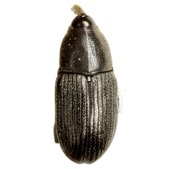 Sibariops confinis