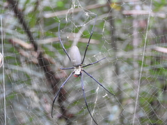 Nephila