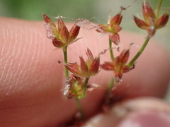 Juncus oxymeris