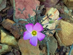 Oxalis heterophylla