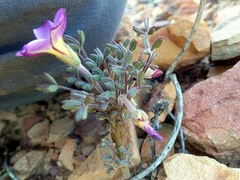 Oxalis heterophylla