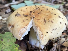 Russula ochroleuca