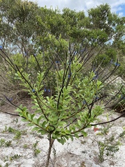 Stachytarpheta crassifolia