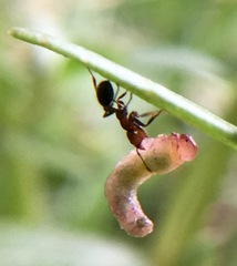 Solenopsis xyloni