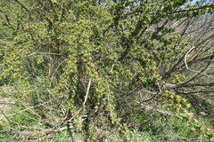 Cliffortia ruscifolia