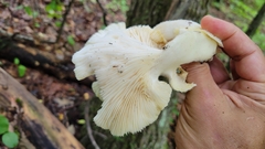 Pleurotus levis